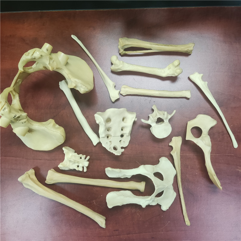 聚氨酯仿真人體骨骼 聚氨酯仿真人體骨骼