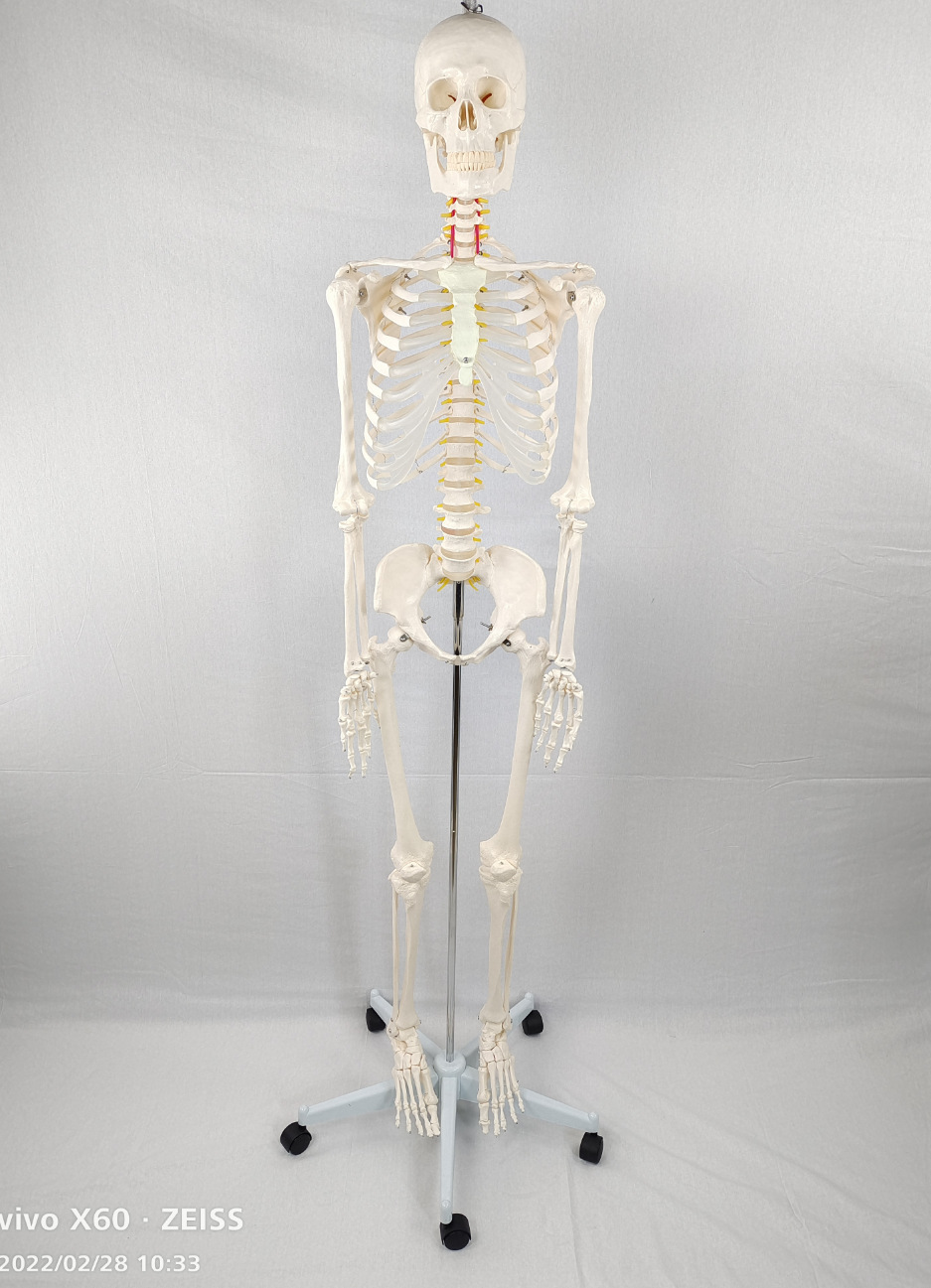 聚氨酯骨骼模型 聚氨酯骨骼模型