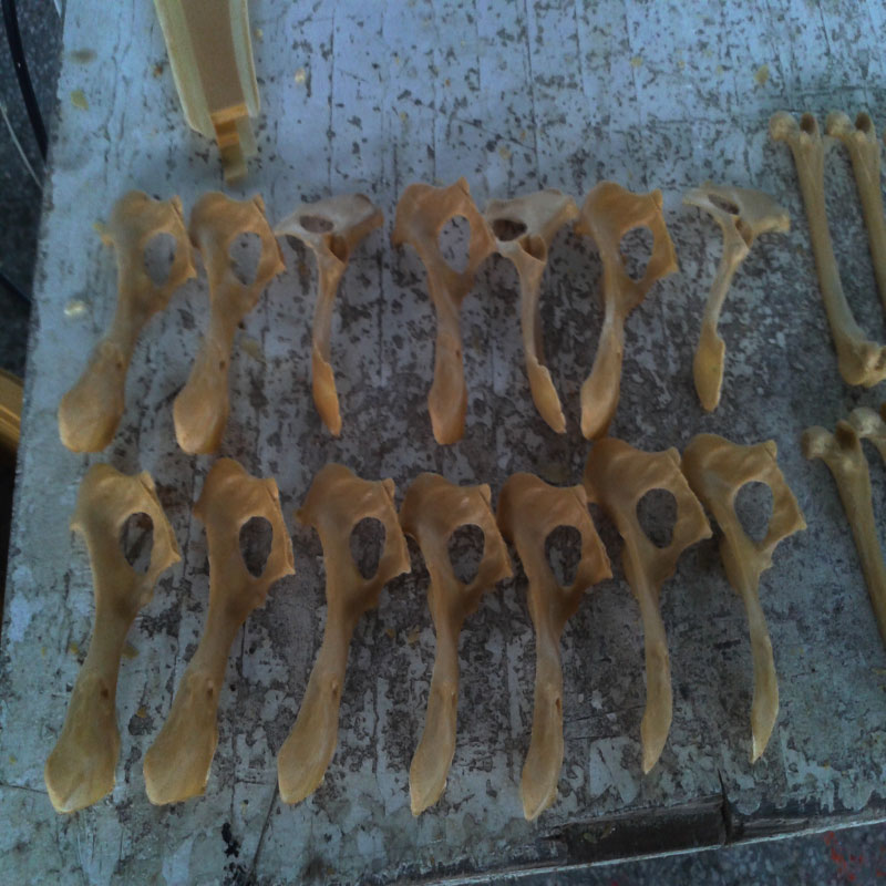 獸類貓狗動物骨骼 獸類貓狗動物骨頭