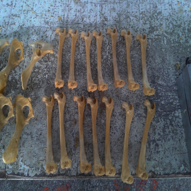 獸類貓狗動物骨骼 獸類貓狗動物骨頭