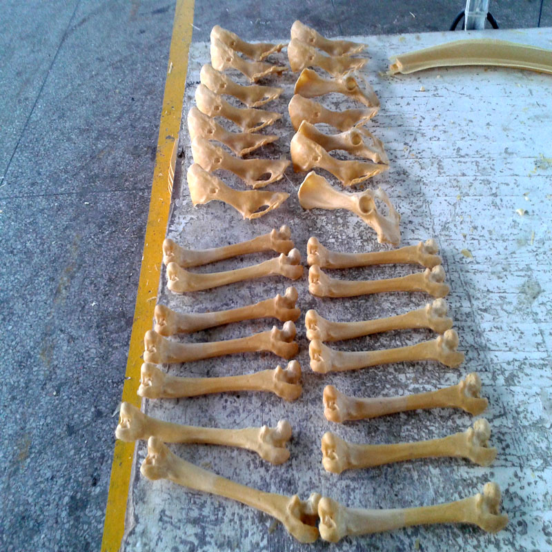 獸類貓狗動物骨頭 獸類貓狗動物骨頭