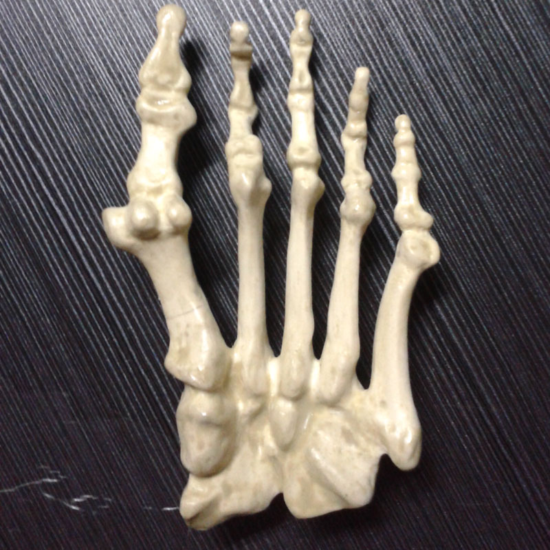 人體腳掌骨骼 人體腳掌骨骼