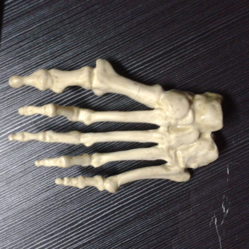 人體腳掌骨骼 人體腳掌骨骼