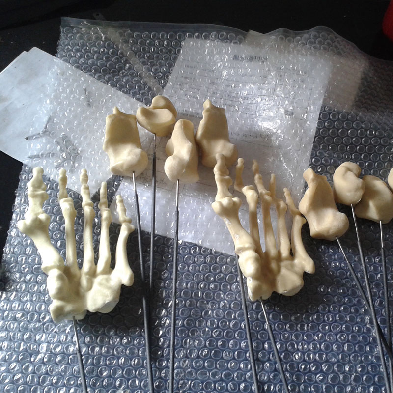 人體腳掌骨骼 人體腳掌骨骼