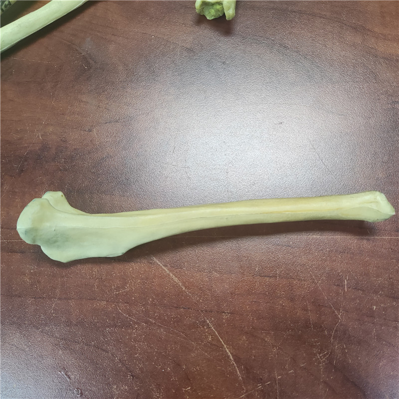 獸類貓狗動物骨骼 獸類貓狗動物骨頭