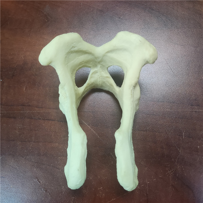 獸類貓狗動物骨骼 獸類貓狗動物骨頭