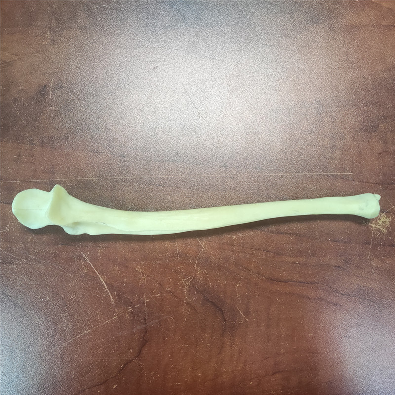 獸類貓狗動物骨骼 獸類貓狗動物骨頭