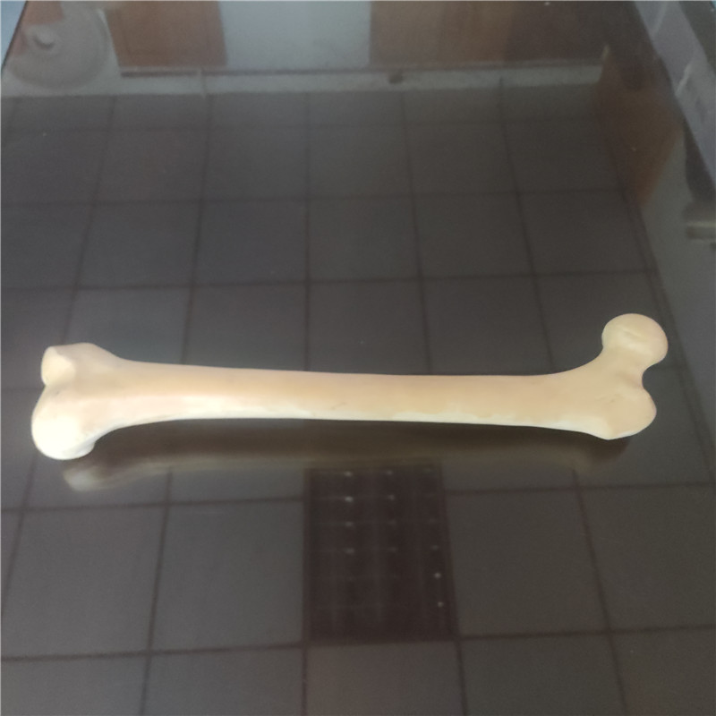 獸類貓狗動物骨骼 獸類貓狗動物骨頭