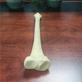 聚氨酯硬泡仿真肱骨