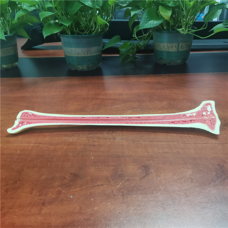 聚氨酯教學用仿真骨頭 聚氨酯教學用仿真骨頭