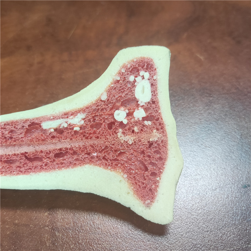 硬泡仿骨帶骨髓 硬泡仿骨帶骨髓