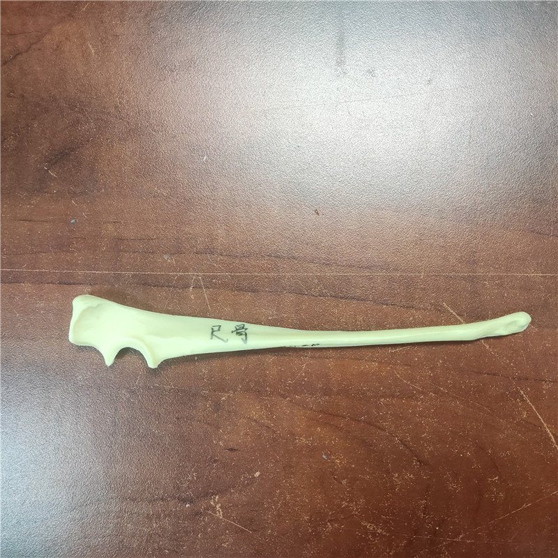 獸類貓狗動物骨骼 獸類貓狗動物骨頭