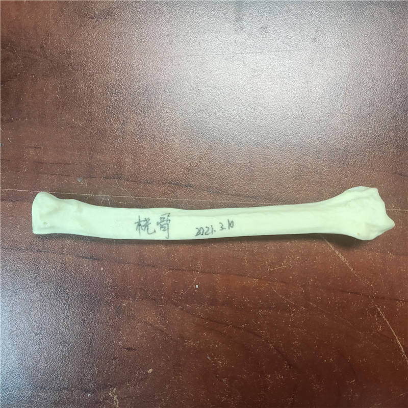 獸類貓狗動物骨骼 獸類貓狗動物骨頭