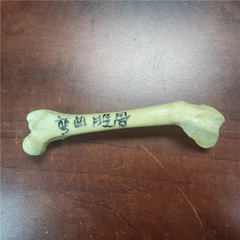 獸類貓狗動物骨骼 獸類貓狗動物骨頭